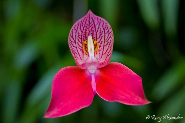 Red_Disa_orchid_myburgh's_kloof