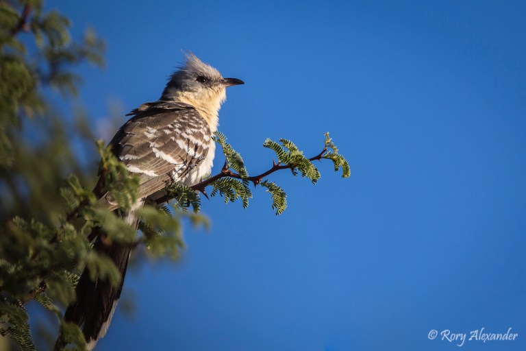 Great Spotted Cuckoo