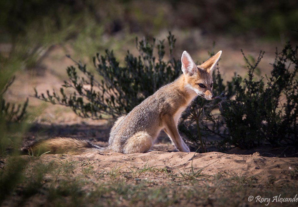 Rory Alexander Photography