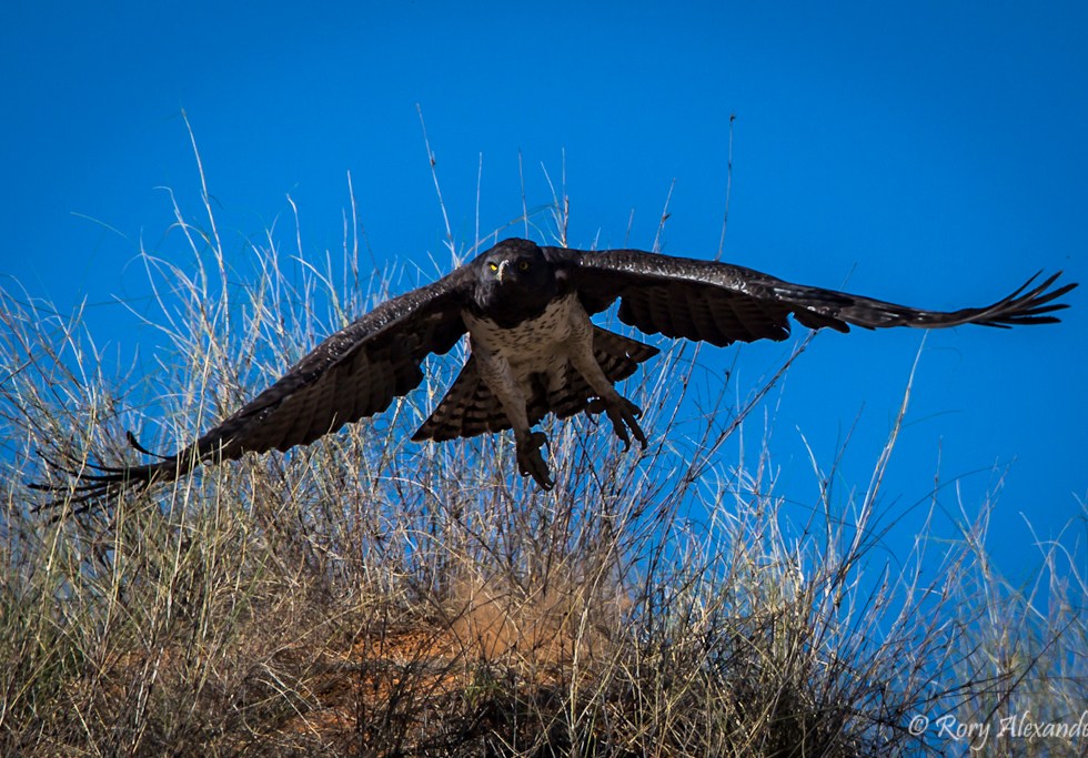 Rory Alexander Photography