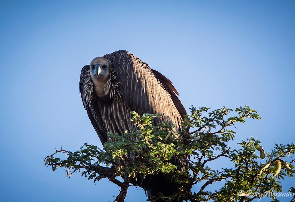 Rory Alexander Photography