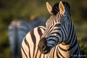 Burchell's zebra