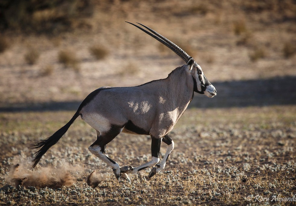 Gemsbok running by Rory Alexander