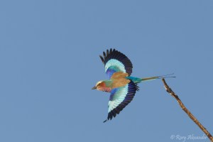 Lilac-breasted roller in flight