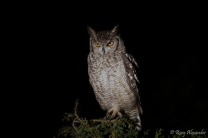 Spotted Eagle Owl on a night game drive in Addo