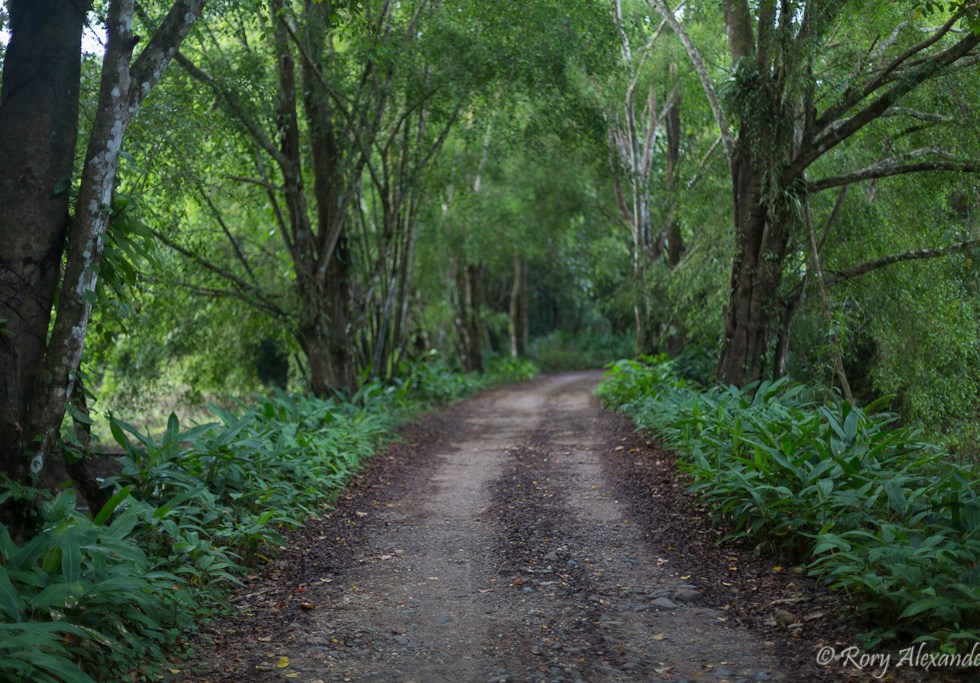 Khao sok jungle Thailand