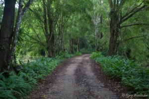Khao sok jungle Thailand