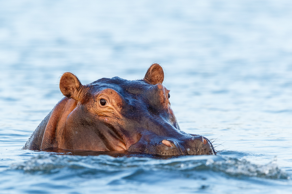 A hippo in Lake Kariba, Zimbabwe-5435