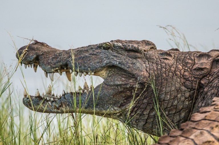 Crocodile on the shores of Lake Kariba in Zimbabwe-5418