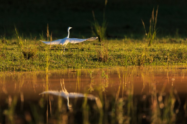 Great white Egret takes flight Lake Kariba Zimbabwe-5945