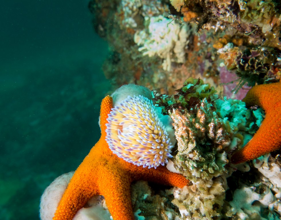 Gas flame nudibranch underwater ikelite Canon G16