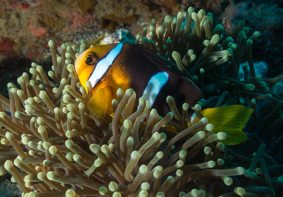 Clark's Anemonefish or yellowtail clownfish hiding in an sea anemone