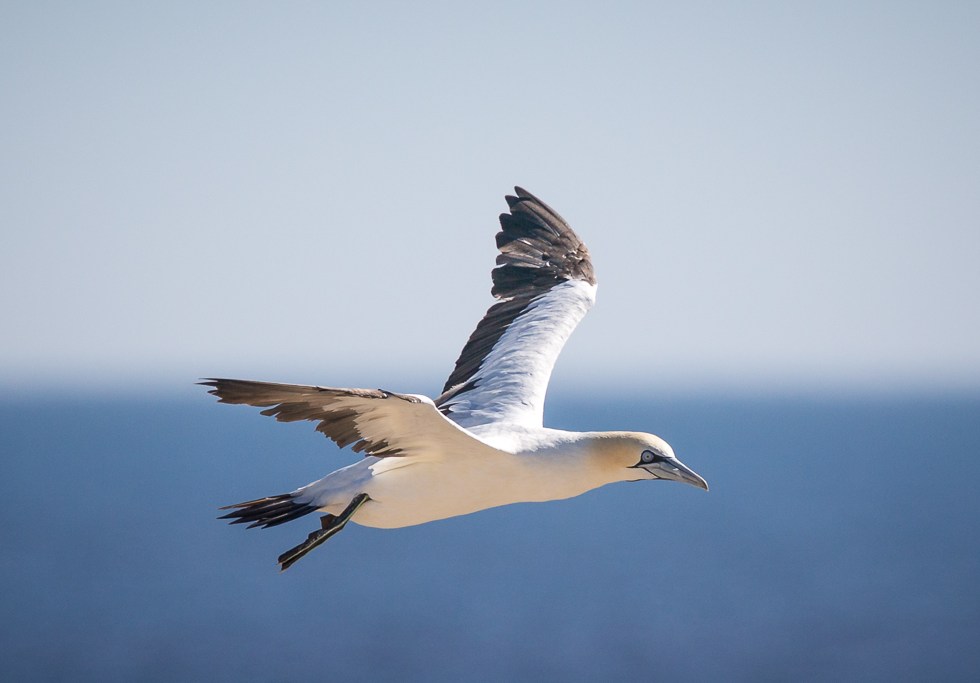Cape gannet in flight Lambert's Bay