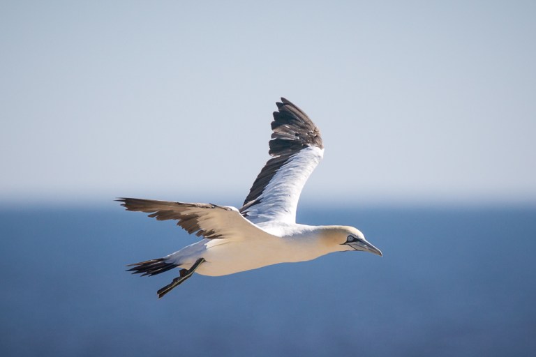 Cape gannet in flight Lambert's Bay